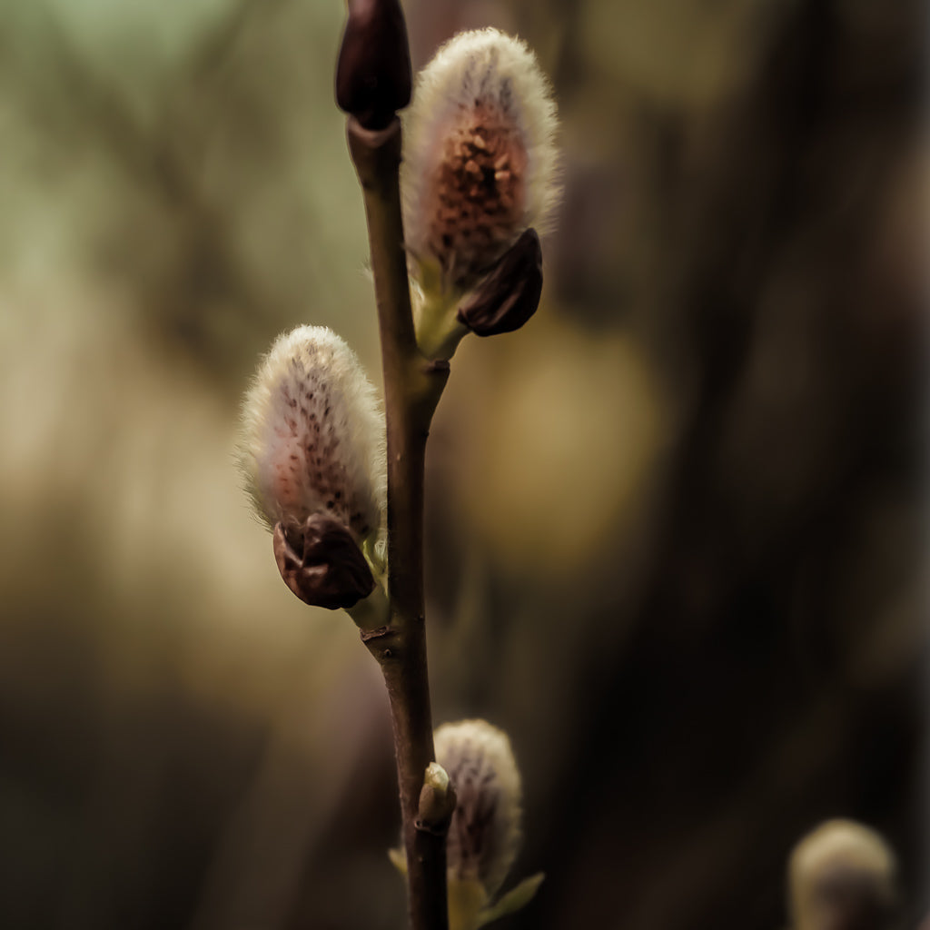 A dark traditional photograph of a sprig of pussy willows in bloom with a blurred background