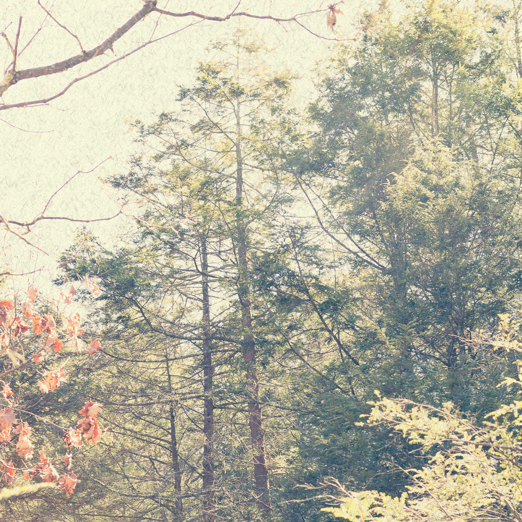 A forest scene showing the upper portion of tall trees. Colors are desaturated with a yellow color reminiscent of old photographs.